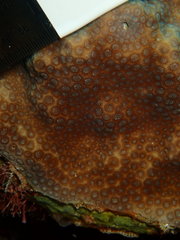 Porites astreoides