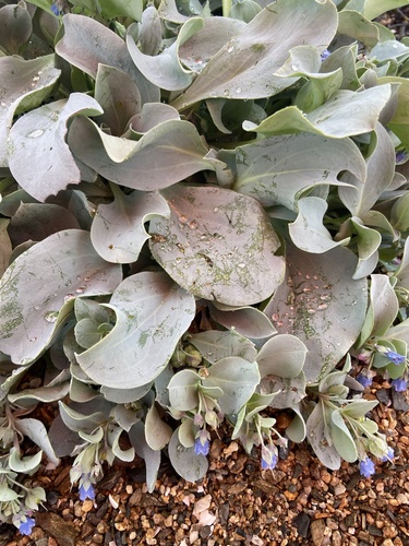 Image of Mertensia simplicissima by (c) Maria Khoreva, some rights reserved (CC BY)