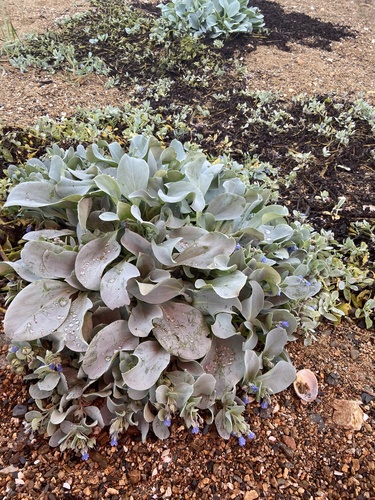 Image of Mertensia simplicissima by (c) Maria Khoreva, some rights reserved (CC BY)