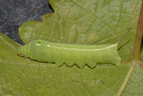 Hippotion celerio