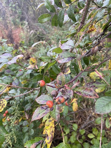 Image of Maximowicz’s Rose (Rosa maximowicziana) by (c) Maria Khoreva, some rights reserved (CC BY)