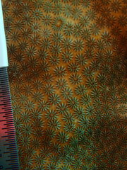 Stephanocoenia intersepta