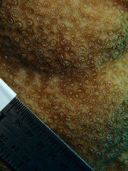 Porites astreoides