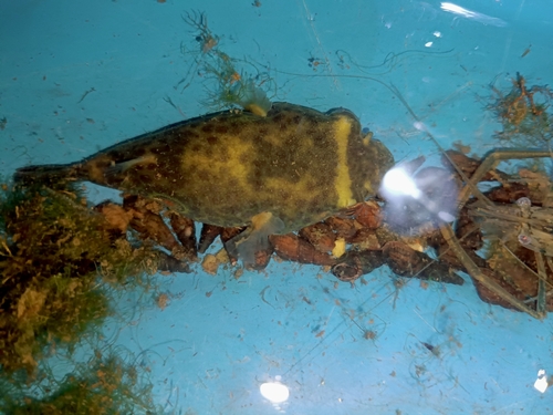 Mekong puffer (Pao turgidus) — Tetraodontidae