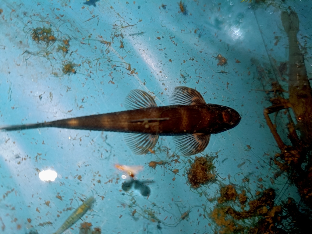 Zollinger's hillstream loach (Balitoropsis zollingeri) — Balitoridae