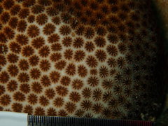 Stephanocoenia intersepta