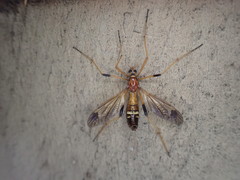 Ctenophora apicata