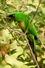 Prosopeia personata