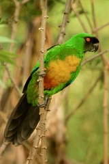 Prosopeia personata