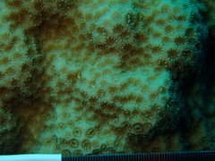 Porites astreoides