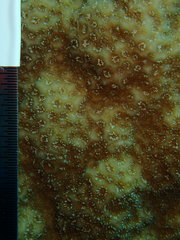 Porites astreoides