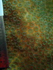 Stephanocoenia intersepta