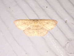 Cyclophora
