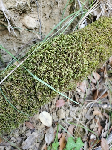 Image of Nogopterium gracile by (c) marius, some rights reserved (CC BY)