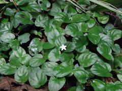 Geophila
