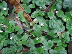 Geophila
