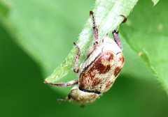 Hoplia trifasciata