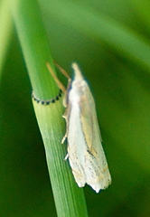 Crambus saltuellus