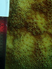 Porites astreoides