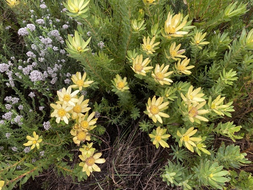 Image of Leucadendron sessile by (c) migsgreenworld, some rights reserved (CC BY)