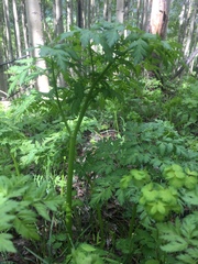 Ligusticum porteri