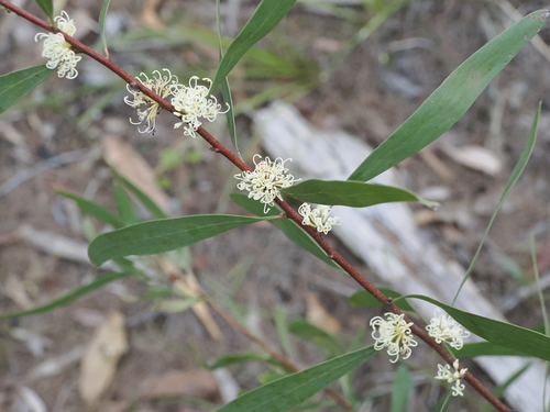 Image of Hakea florulenta by (c) Lucas Christofides, some rights reserved (CC BY)