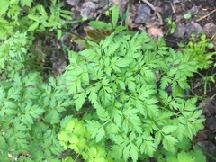 Ligusticum porteri