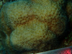 Porites astreoides