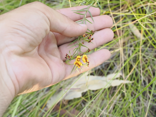 Image of Daviesia umbellulata by (c) Lucas Christofides, some rights reserved (CC BY)