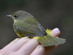 Mourning Warbler photo 5