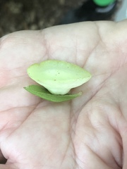 Exobasidium vaccinii