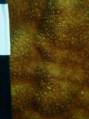 Porites astreoides