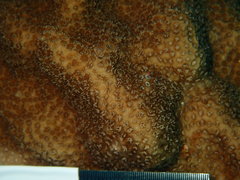Porites astreoides