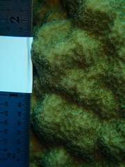 Porites astreoides