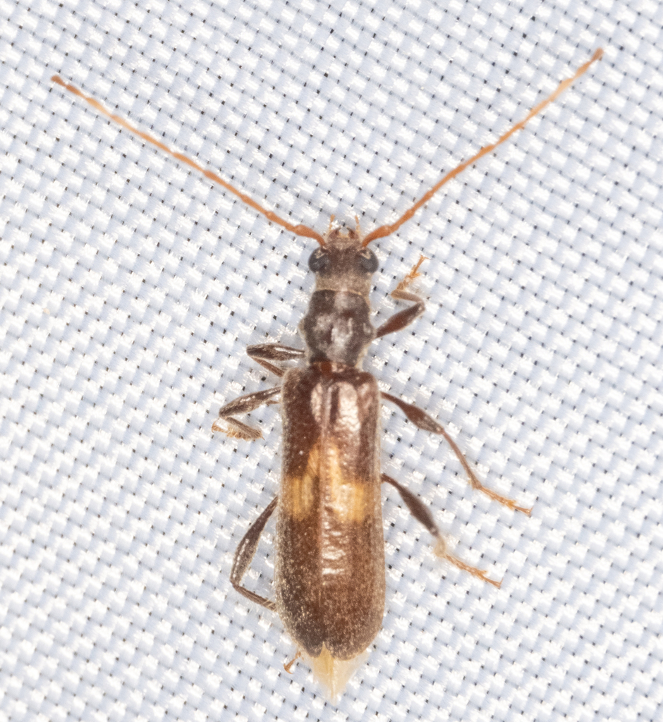 Megobrium edwardsii