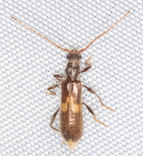 Megobrium edwardsii