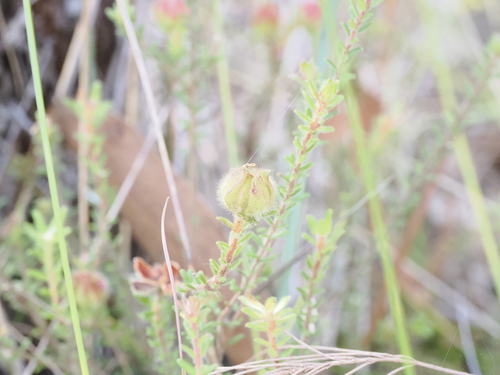 Image of Hibbertia vestita by (c) Lucas Christofides, some rights reserved (CC BY)