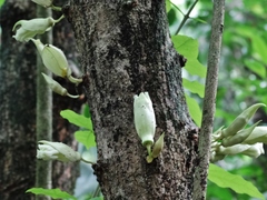Parmentiera cereifera