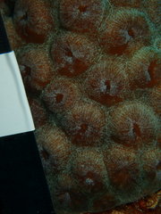 Montastraea cavernosa
