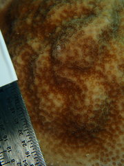 Porites astreoides
