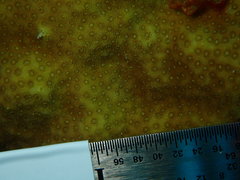 Porites astreoides