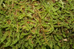 Weymouthia cochlearifolia