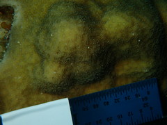 Porites astreoides