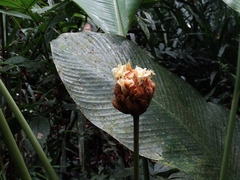 Goeppertia inocephala