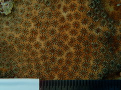 Stephanocoenia intersepta