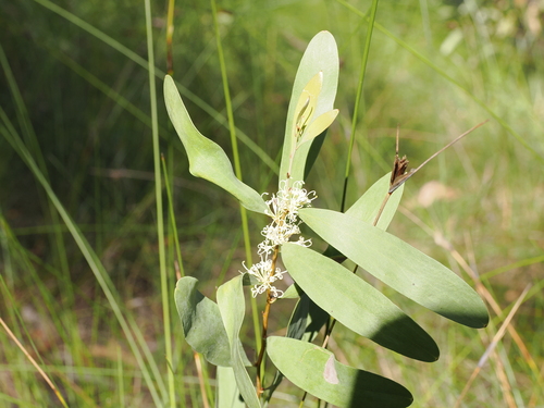 Image of Hakea florulenta by (c) Lucas Christofides, some rights reserved (CC BY)