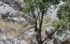 Garrulus glandarius atricapillus