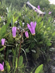 Primula pauciflora pauciflora