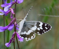 Melanargia larissa