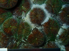 Montastraea cavernosa